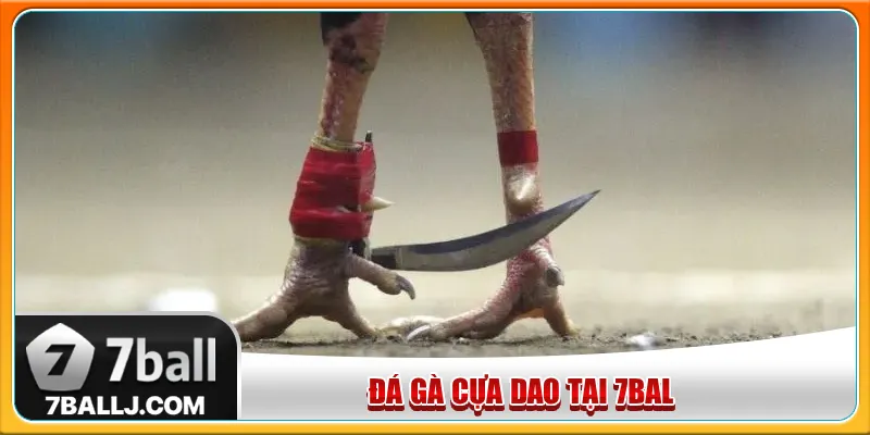 Đá gà cựa dao có sức sát thương cao, thời gian thi đấu ngắn