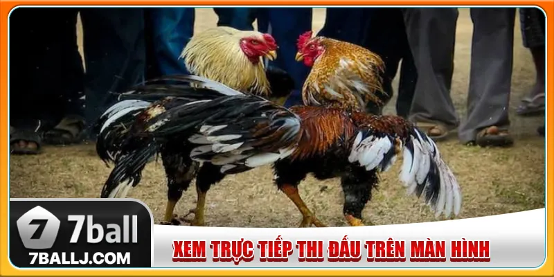 Xem trực tiếp các trận đá gà trên màn hình chính của 7Ball